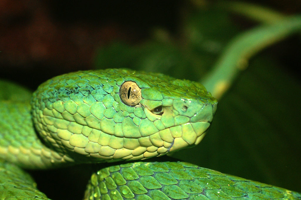 Poisonous Snakes of Costa Rica SensorialSunsets