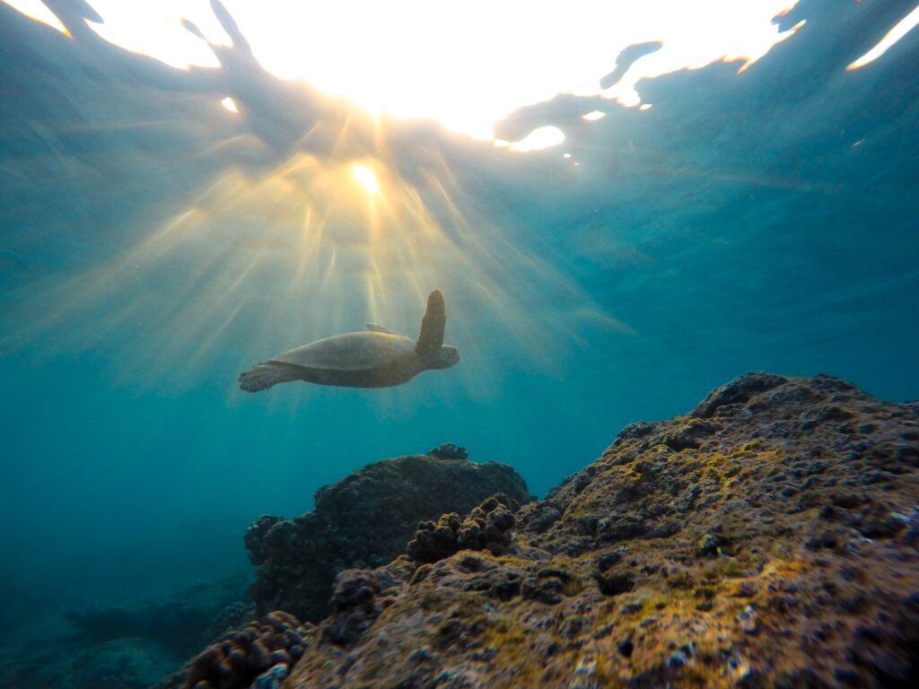 tortue-marine-sensorial-sunsets