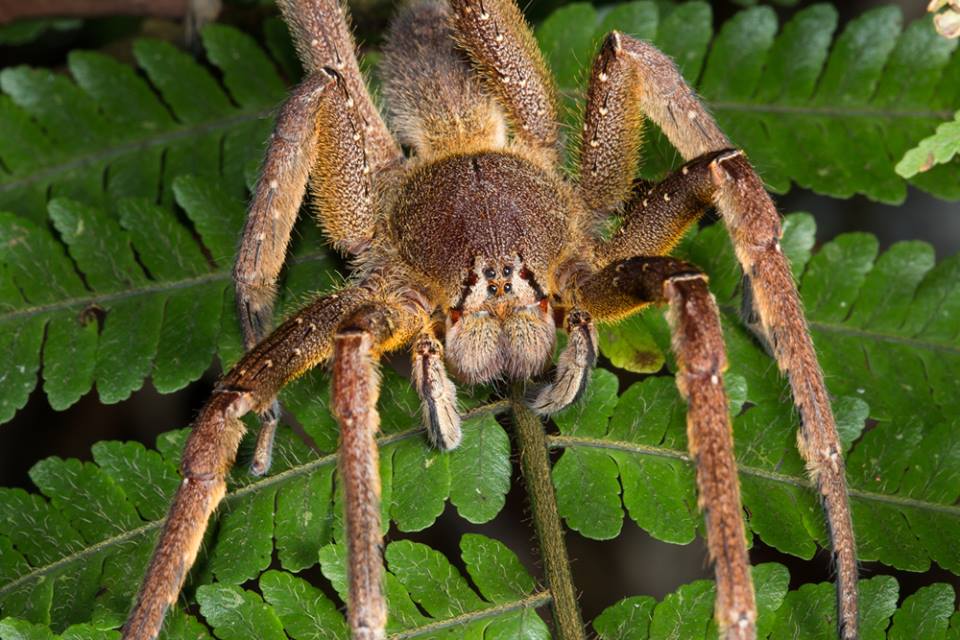 banana-spider-sensorial-sunsets