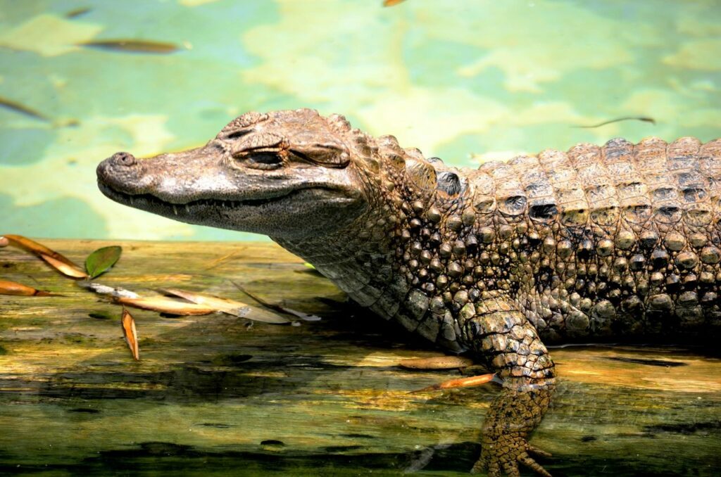 caiman-costa-rica-sensorial-sunsets