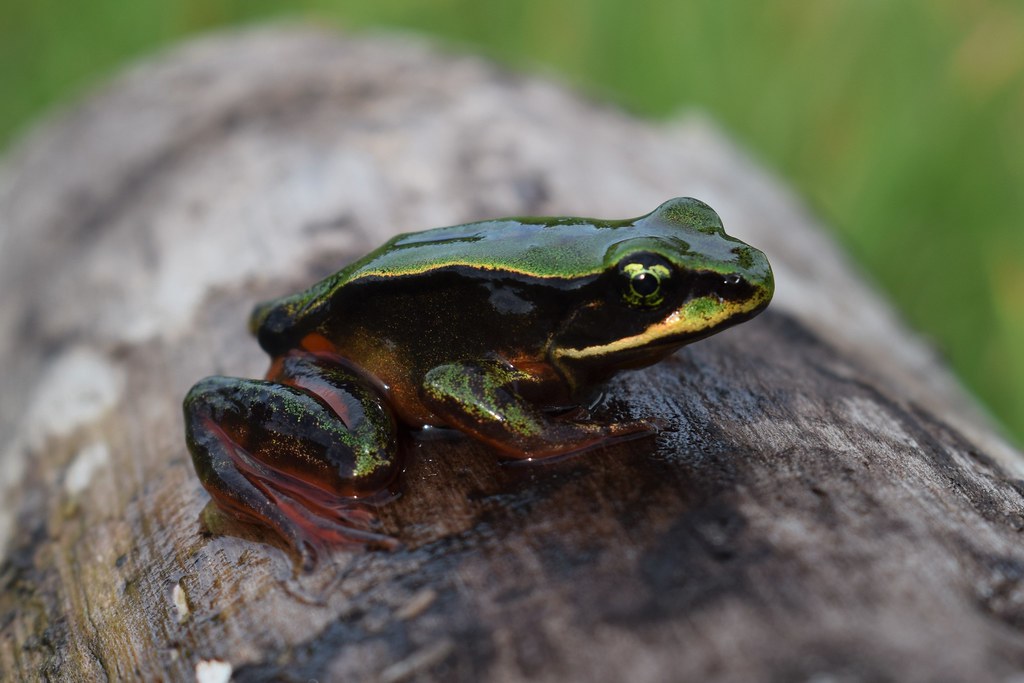 Rana vibicaria