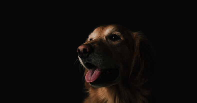 Ante el ataque de un perro debe mantener la calma.