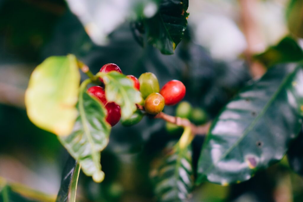 El café de especialidad de Costa Rica se cultiva en 8 zonas productoras del país. 