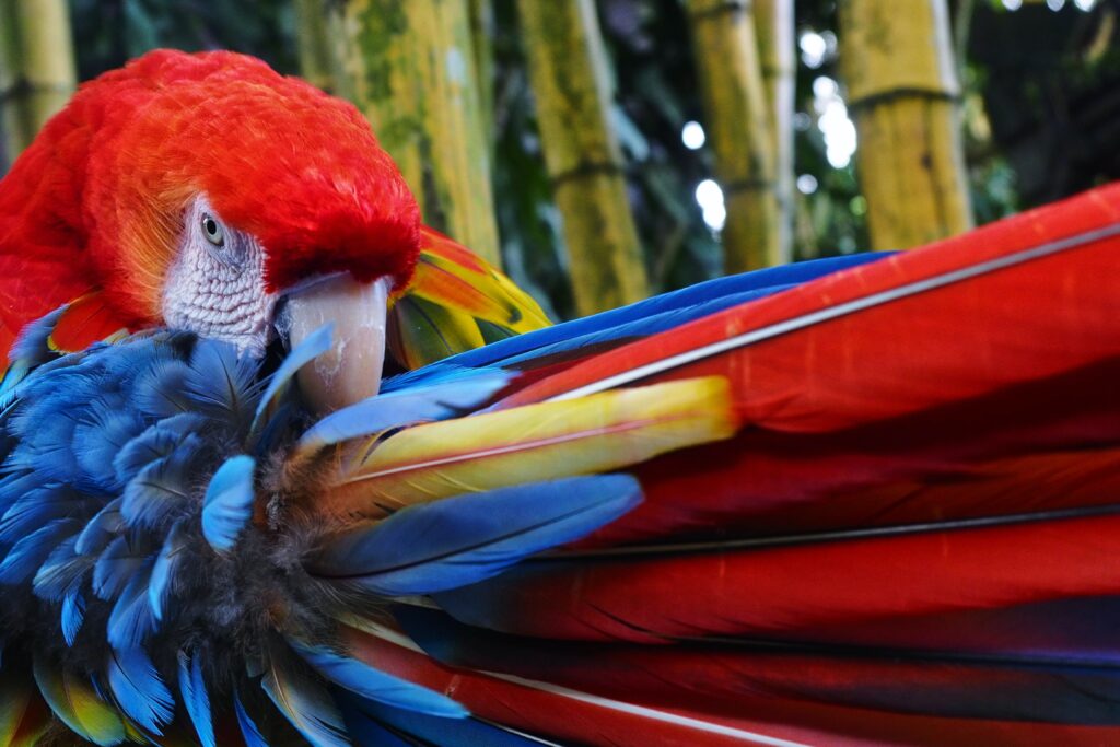 Several scientists were involved in developing strategies for scarlet macaw recovery. Among the strategies were environmental education in local schools, protection of active nests by communities, and stronger penalties against trafficking and illegal hunting of scarlet macaws.