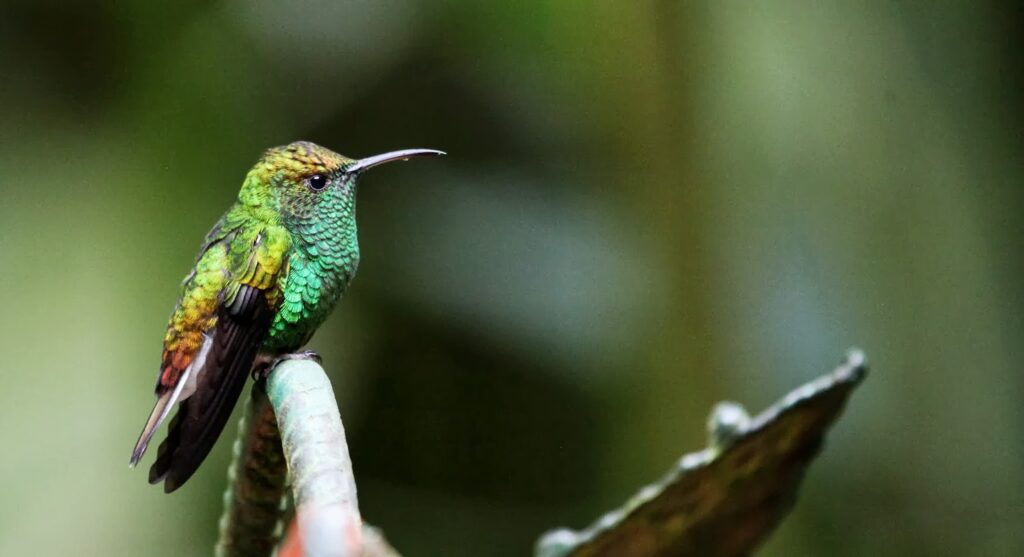 Here is everything you need to know about bird watching in Costa Rica: where and when to do this activity. 