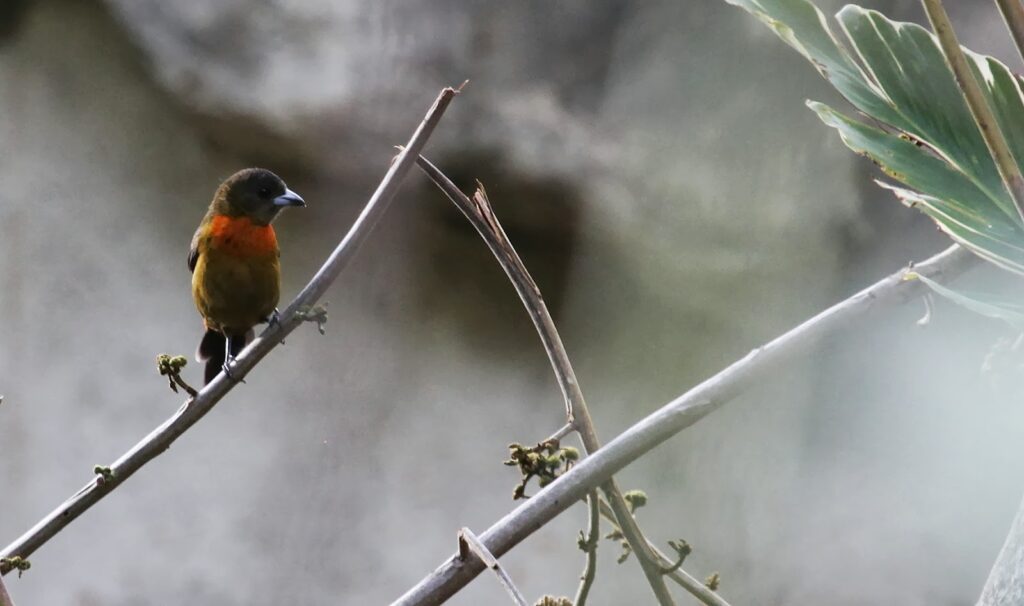 Here is everything you need to know about bird watching in Costa Rica: where and when to do this activity. 