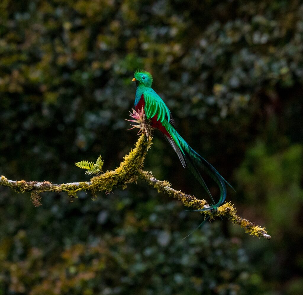 Aquí todo lo que tiene que saber sobre la observación de aves en Costa Rica: dónde y cuándo realizar esta actividad. 