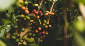 ¿Qué es el café bajo sombra? Conozca esta alternativa de cultivo que nace como respuesta a la crisis climática.