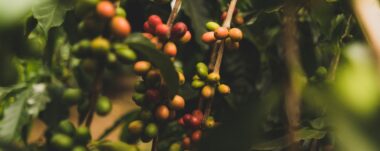 ¿Qué es el café bajo sombra? Conozca esta alternativa de cultivo que nace como respuesta a la crisis climática.