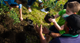 Curridabat, Costa Rica bajo su proyecto “Ciudad dulce” ha otorgado la ciudadanía costarricense a sus polinizadores.