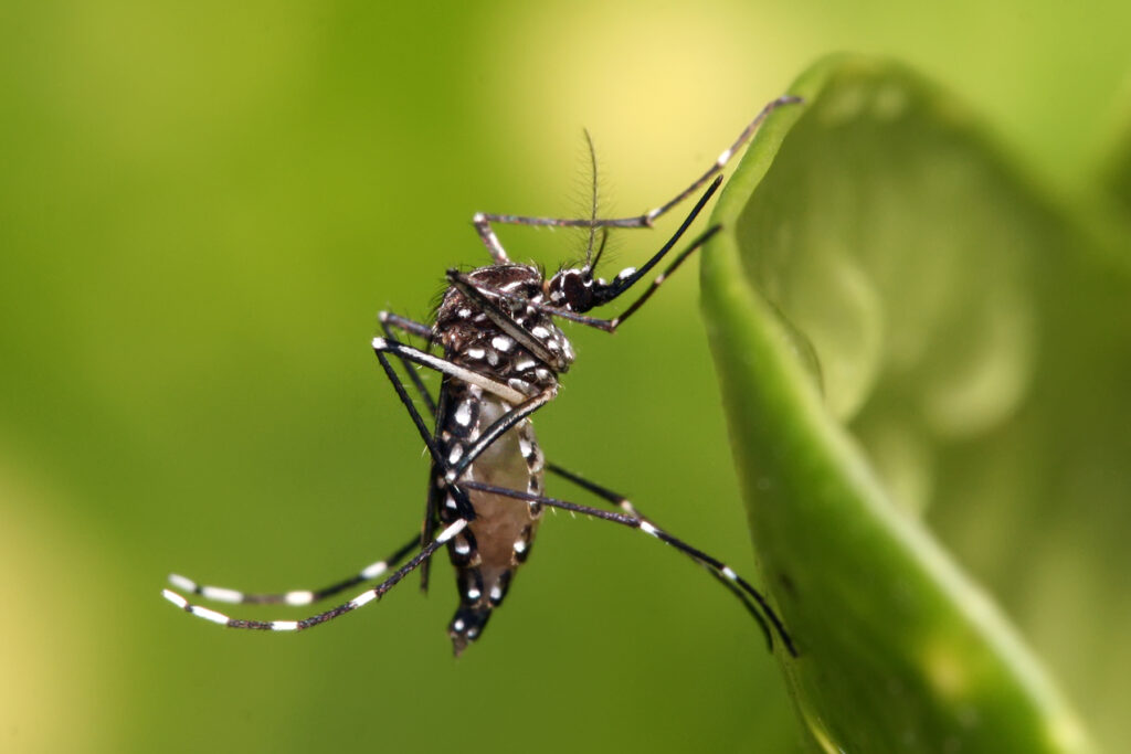 During the month of December, an increase in dengue fever serotypes three and four has been reported in Costa Rica.