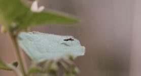 Durante este mes de diciembre, se ha reportado un incremento en los serotipos tres y cuatro del dengue en Costa Rica.