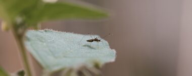 Durante este mes de diciembre, se ha reportado un incremento en los serotipos tres y cuatro del dengue en Costa Rica.