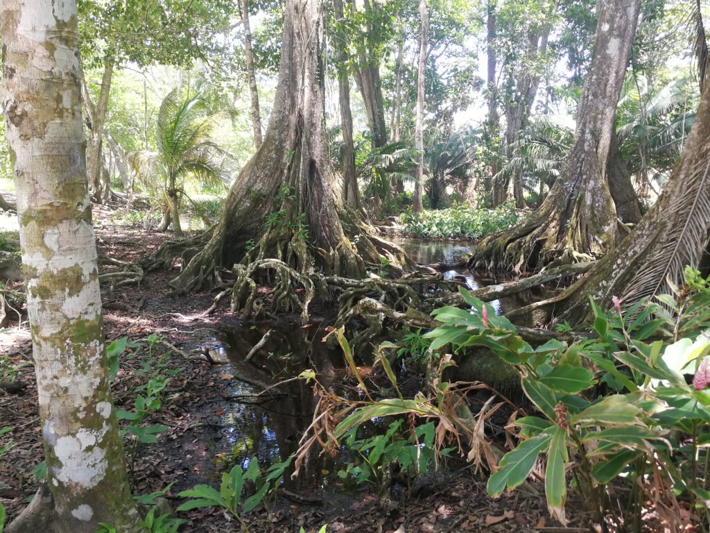 Playas de Cahuita