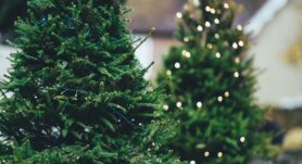 ¿Cómo saber cuál opción de árbol es la más ecológica? Conozca aquí cuál es la mejor versión según los ecologistas.