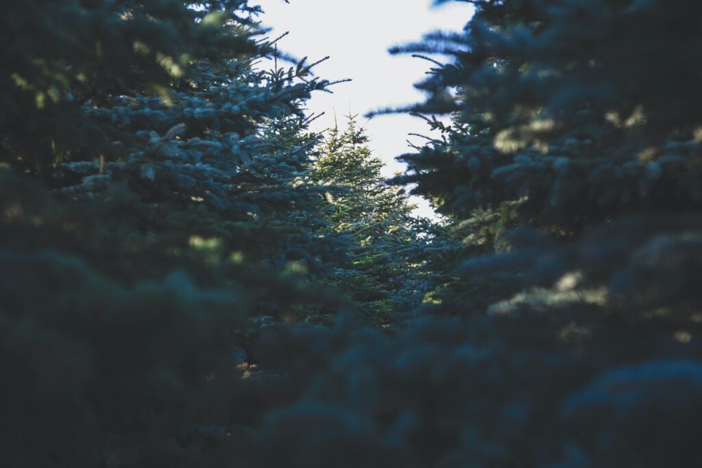 ¿Cómo saber cuál opción de árboles de Navidad es la más ecológica? Conozca aquí cuál es la mejor versión según los ecologistas.