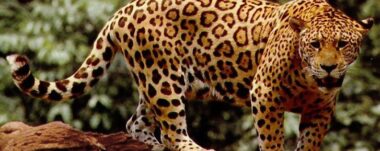 En el Parque Nacional Corcovado se halla el 2,5% de la biodiversidad mundial, acampar cerca de él es toda una aventura salvaje.