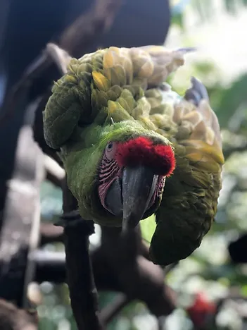 Refugio Animal Costa Rica