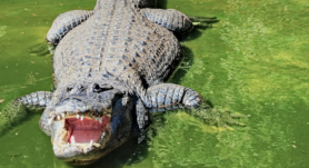 Costa Rica clausura zoológicos estatales, trasladando animales a centros de rescate en un hito hacia la conservación silvestre.