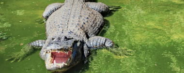 Costa Rica clausura zoológicos estatales, trasladando animales a centros de rescate en un hito hacia la conservación silvestre.