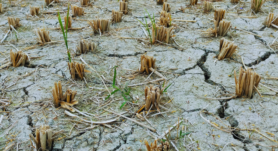 Explora el impacto global de El Niño, sus causas, consecuencias y efectos severos en Centroamérica, especialmente en el Corredor Seco.