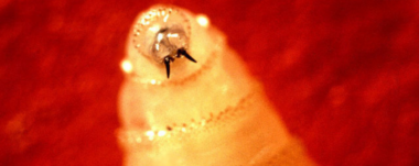 El gusano barrenador, una parasitosis grave en Costa Rica, afecta animales y humanos. Descubre prevención y control.