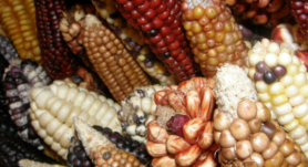 El maíz en Guanacaste: historia, tradiciones culinarias, y beneficios nutricionales de este grano esencial en la cultura costarricense.