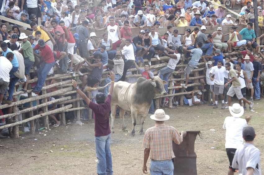 Corridas de Toros y Topes en Costa Rica