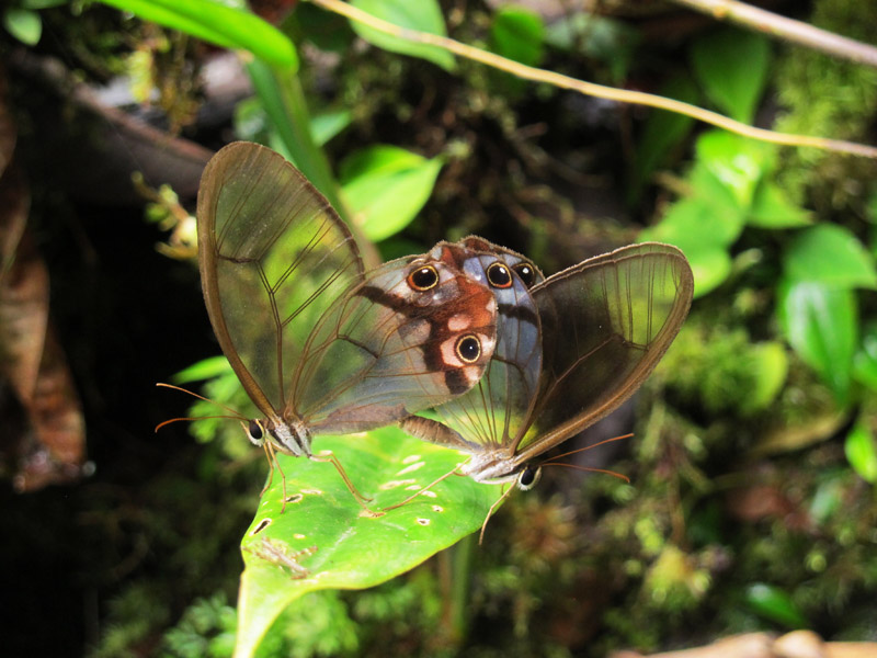 Butterflies of the Southern Caribbean