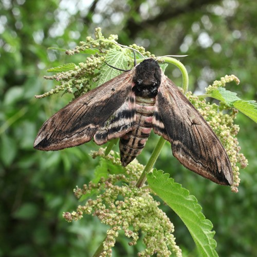 Butterflies of the Southern Caribbean
