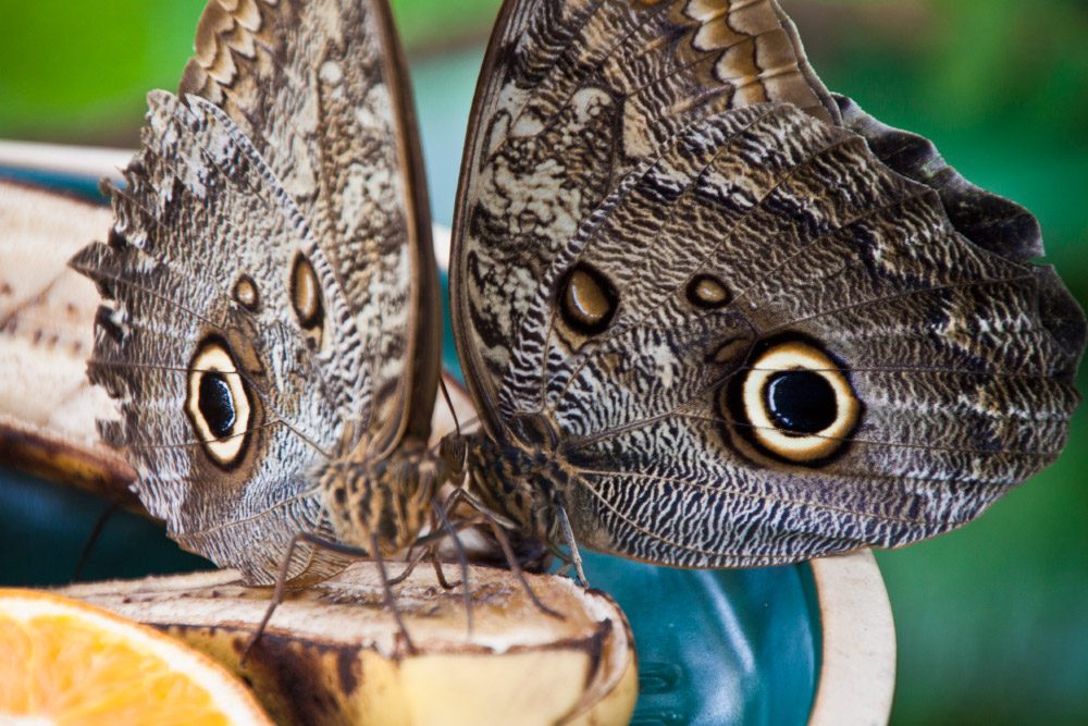 Butterflies of the Southern Caribbean