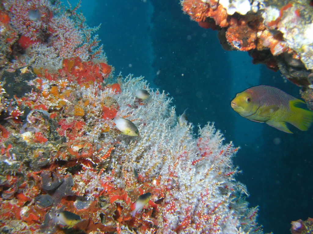 Turtle Island, Gulf of Nicoya