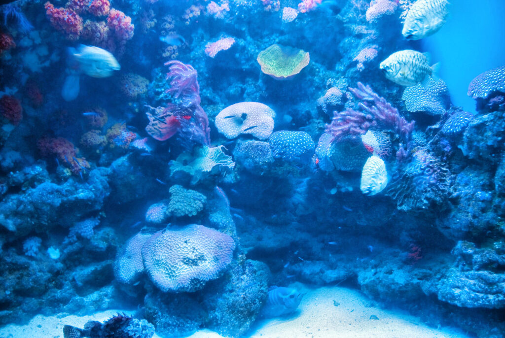 Turtle Island, Gulf of Nicoya