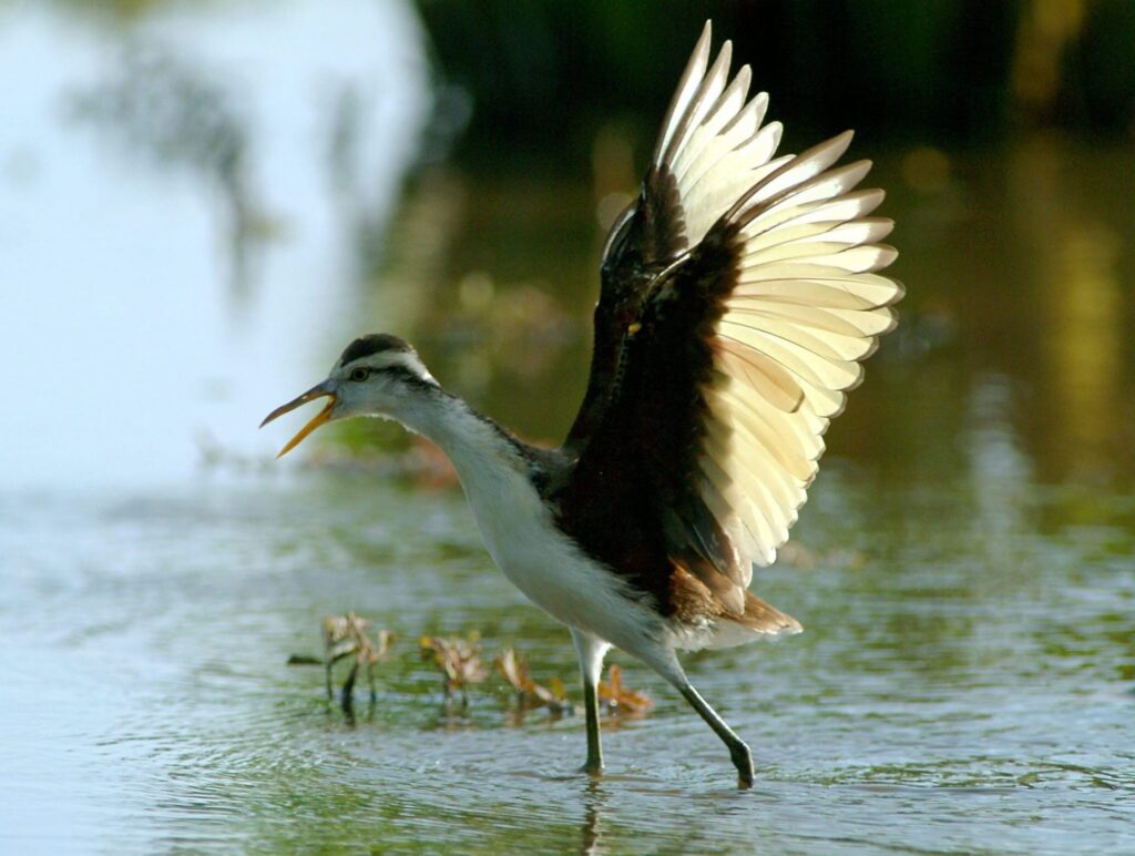 Bird watching in Costa Rica