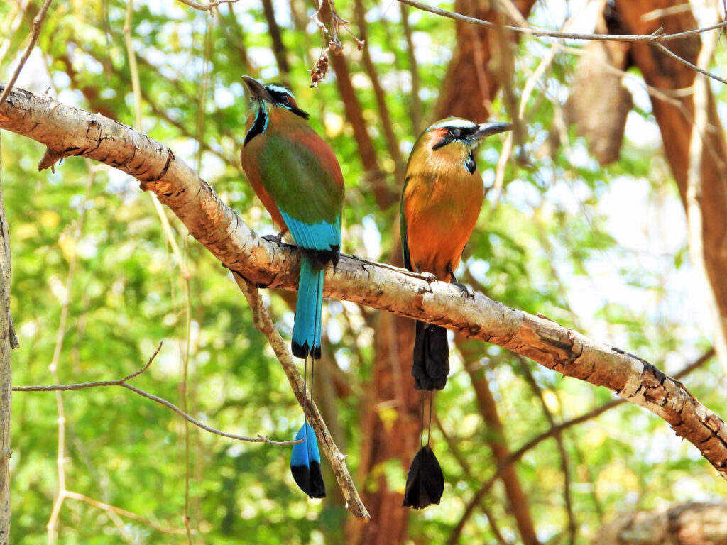 Bird watching in Costa Rica