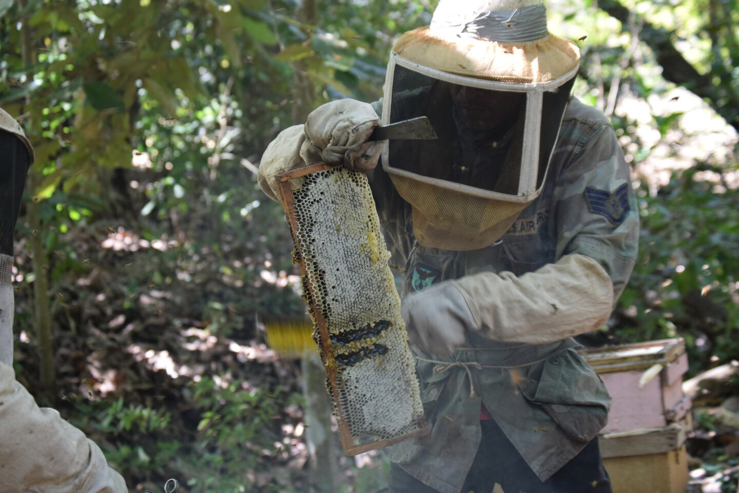 Bee Lab: Costa Rican laboratory that protects bees