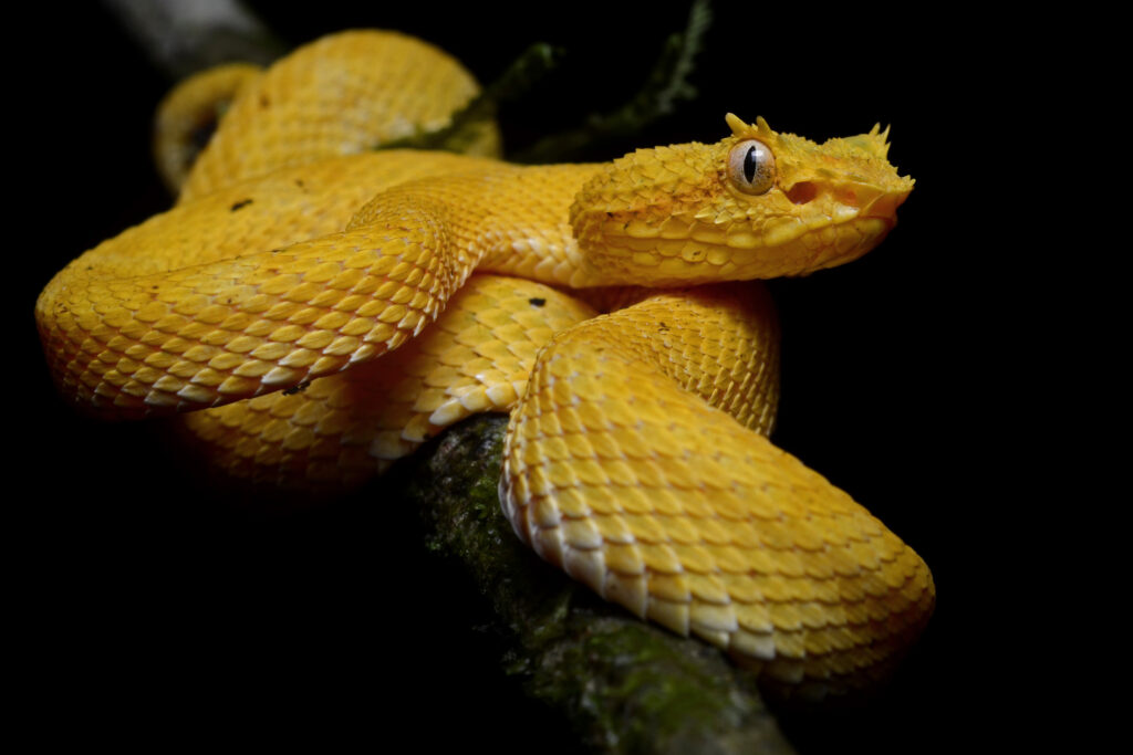 Bocaracá: la serpiente de Costa Rica