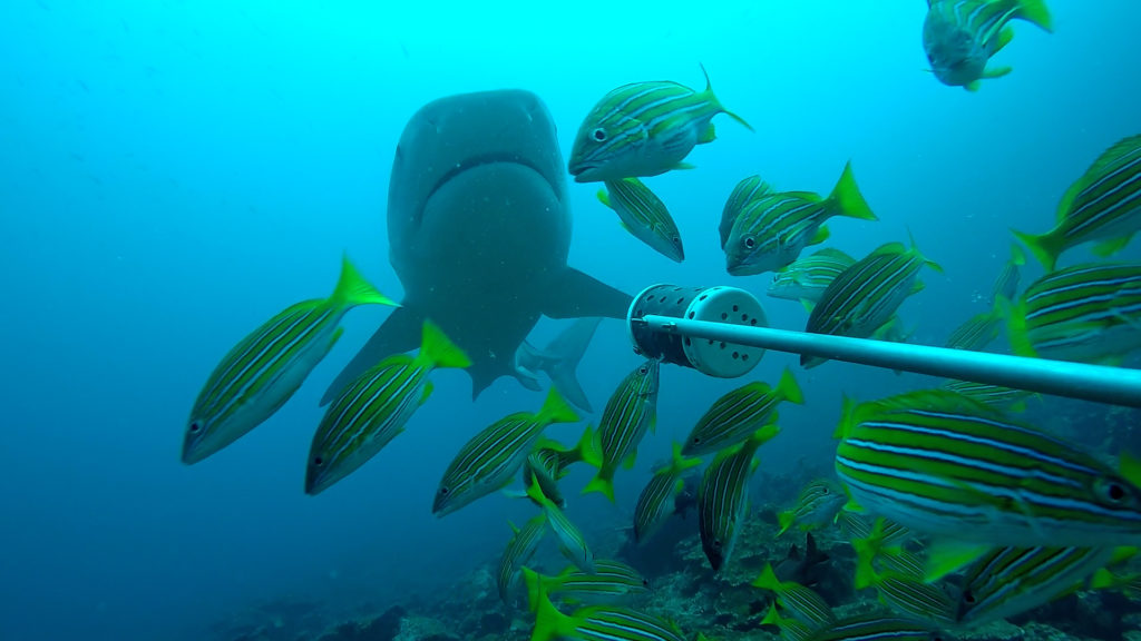 Costa Rica lanza sistema de pronóstico oceánico en Isla del Coco