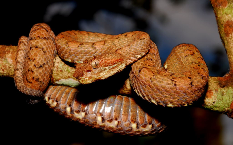 Bocaracá: la serpiente de Costa Rica