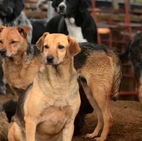 Territorio de Zaguates