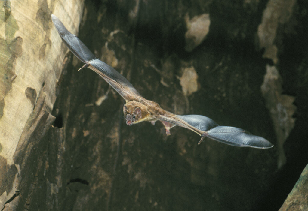 Murciélagos de Costa Rica
