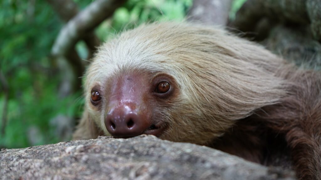 Sloths in Costa Rica