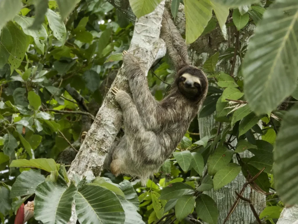 Sloths in Costa Rica