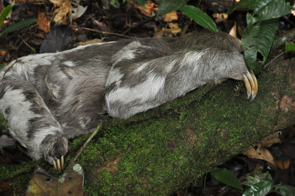 Sloths in Costa Rica