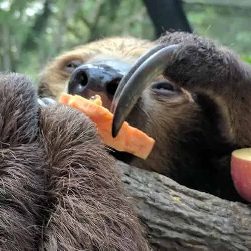 Sloths in Costa Rica