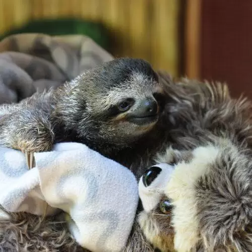 Sloths in Costa Rica