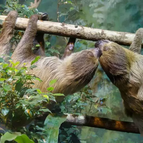 Sloths in Costa Rica