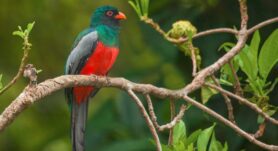 Aves de Costa Rica: Turrialba su mejor refugio