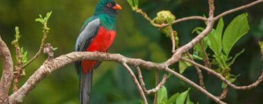 Aves de Costa Rica: Turrialba su mejor refugio