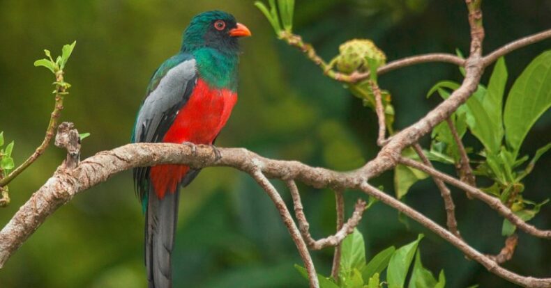 Aves de Costa Rica: Turrialba su mejor refugio